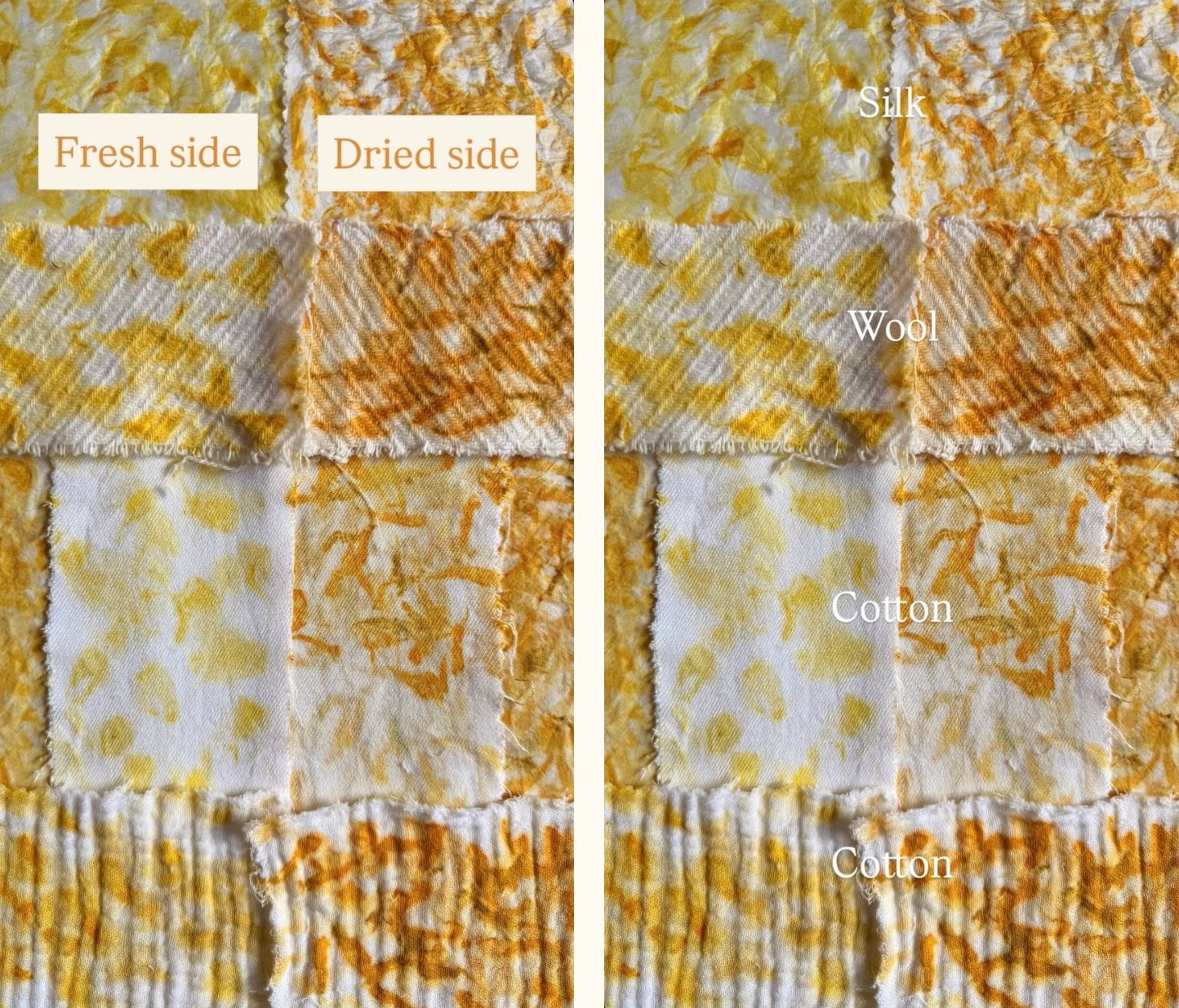 Comparison of fresh and dried natural dye ecoprint with marigold fabric silk, wool, and cotton. Florilegium Paris. Yellow and golden natural dye color