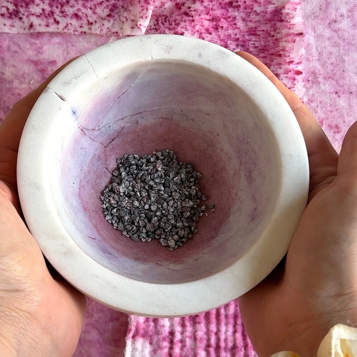 Grana cochinilla cochineal natural dye on a bowl. Natural purple and magenta color. Florilegium Paris